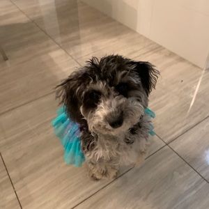 Meet your Posher, Shauna